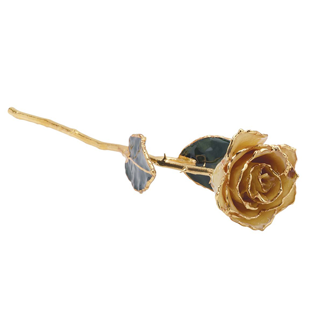 White Rose With Gold Trim